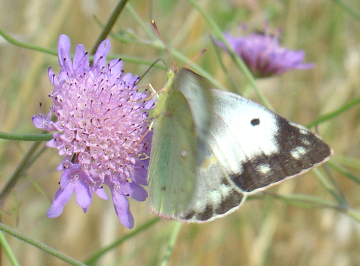 Colias crocea